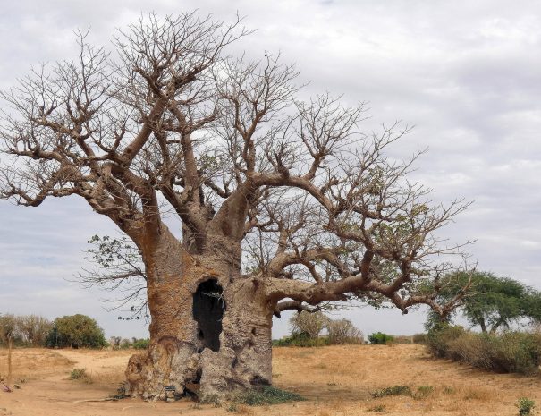 senegal baobab