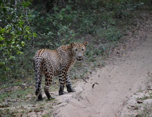 Leopard in Wilpattu