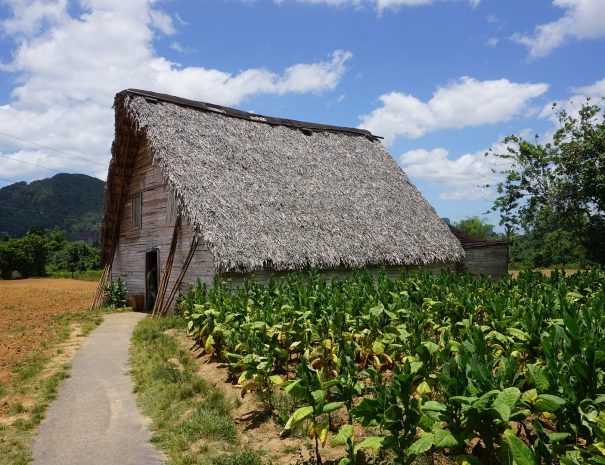 Tobacco plantation Vinales