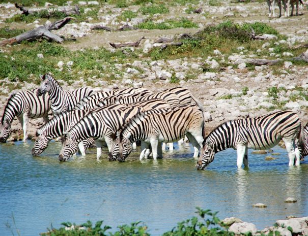 Zebras at Etosha watering hole