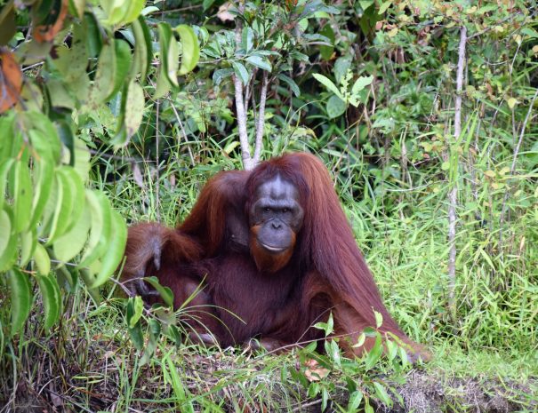 borneo-orangutan2