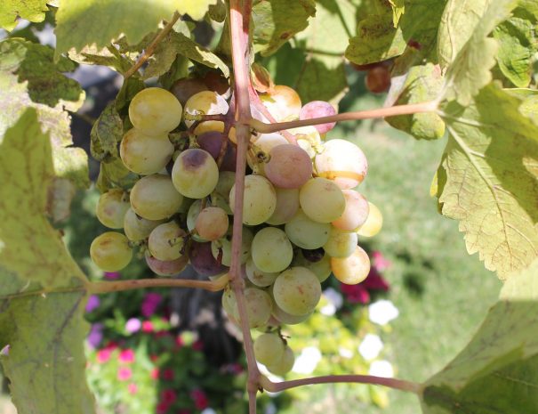 sicily-grapes