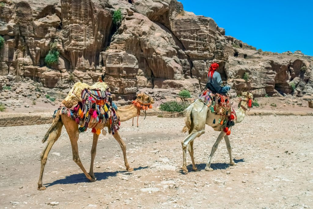 Camels. Jordan