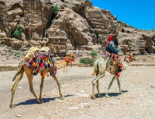 Camels. Jordan