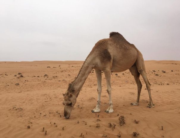 Oman camel