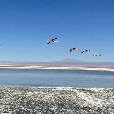 Chile-LagunadeChaxa