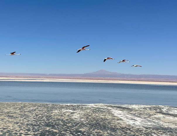 Chile-LagunadeChaxa