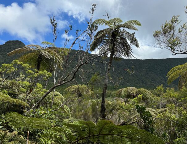 Cirque de Mafatea, Réunion